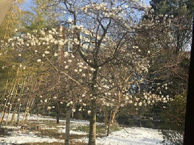 雪&花見もいいものです