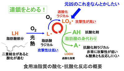 食用油脂質の酸化・抗酸化反応の概要