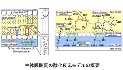 生体膜脂質の酸化反応モデルの概要