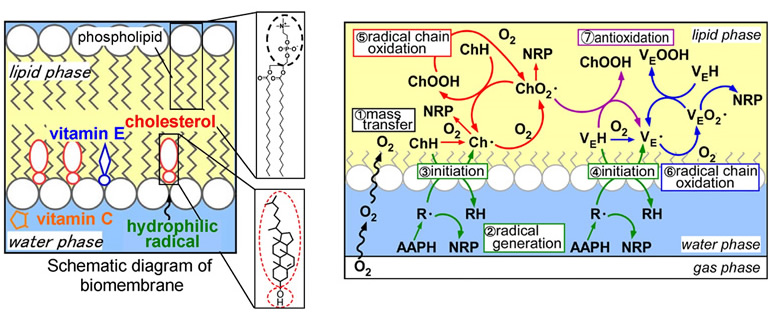 Research on Control Methods for Oxidation and Antioxidant of lipid, Edible Oils and Other Lipids